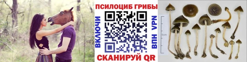 где можно купить Калач-на-Дону MEGA как войти Псилоцибиновые грибы мицелий